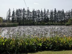 -上海长兴岛郊野公园