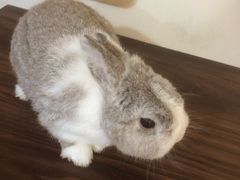 -楼上猫咖(罗湖店)