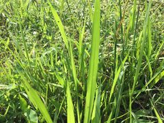 -丹东特色烤肉(南光三部店)