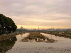 -上海长兴岛郊野公园