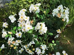 -上海鲜花港