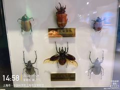 -上海昆虫博物馆