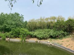 -大兴滨河森林公园