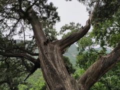 -北京上方山国家森林公园