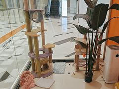 -三花喵·撸猫购宠·宠物生活馆(虹桥南丰城店)
