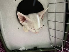 -艾贝尔宠物医院·24H转诊中心·肿瘤猫专科(江宁双龙店)