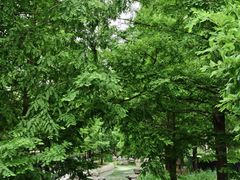 -白水寺森林公园