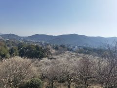 -香雪海