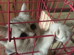 -壹六猫窝(谷德店)