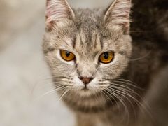 -楼上猫咖(罗湖店)