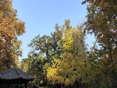 -鸭小妹鸭血粉丝(老门东店)