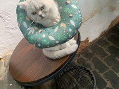 -喵屿·大理花园猫咖