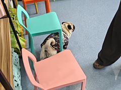 -佑安动物医院·全科·内窥镜中心(幸福巷店)