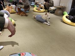 -逗柴咖啡屋·狗咖猫咖宠物桌游