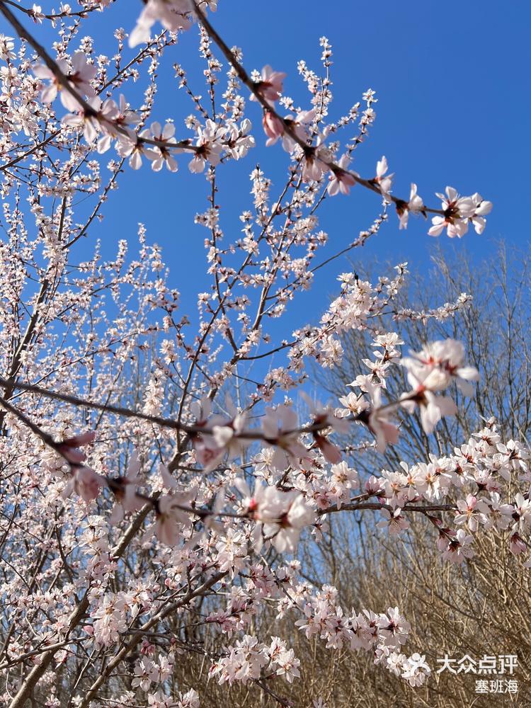 塞班海 3月24日 18 29 关注 山桃花已进入盛花期 春天到了