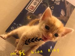 -瑞鹏宠物医院·宠保定点·心脏科·内科(御桥分院)