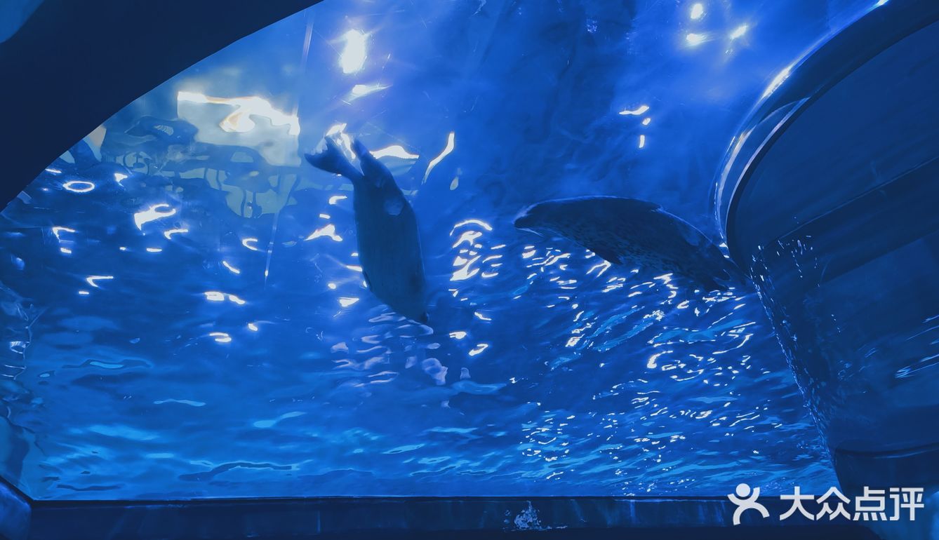 上海海昌海洋公园打卡