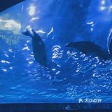 上海海昌海洋公园打卡