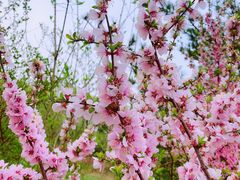 -大兴滨河森林公园