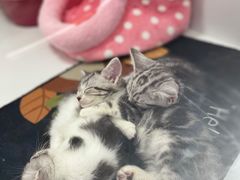 -1013 PET SHOP精品宠物商店(丁香店)