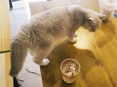 -平行世界·猫咖(首经贸店)