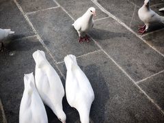 -南艺后门鸡蛋饼