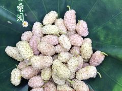 -御林古桑园