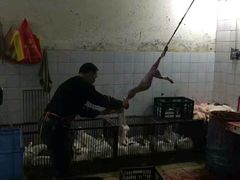 -温江公平红烧兔(总店)