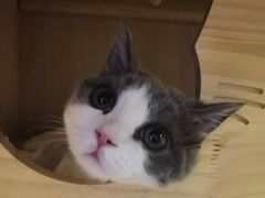 -momokira米努特·德文卷毛猫·棉花面纱犬