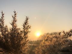 -合肥滨湖国家森林公园