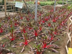 景点-观光南瓜园