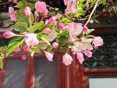 -海棠花溪(元大都城垣遗址公园)