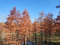 -昆山城市生态森林公园