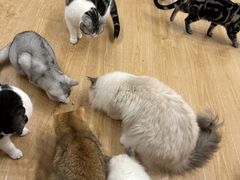 -有喵·猫咖·狗咖·30几只猫10只小狗(岗厦店)