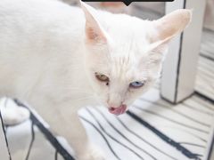 -白夜2D咖啡馆