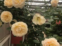 -龙大花卉苗木市场