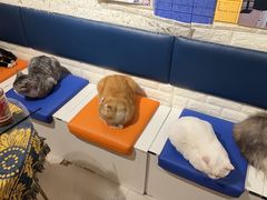 -平行世界·猫咖(首经贸店)
