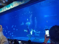 -烟台海昌鲸鲨海洋公园