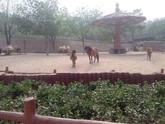 android_upload_pic-石家庄市动物园