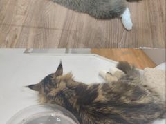 -COLOR PETS 撸猫馆·购猫·猫咖(长风大悦城店)