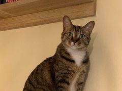 -滚猫咖啡·猫咖·猫友好撸猫(未来城店)