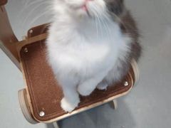 -飞行喵MR PILOT|猫舍·猫咖(静安大融城店)