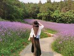 -大塘金香草谷