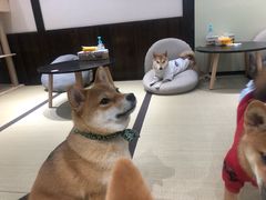 -逗柴咖啡屋·狗咖猫咖宠物桌游