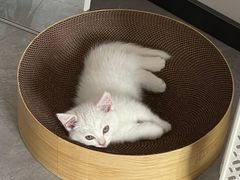 -乐琪宠物医院·犬猫专科·骨外科·急重症