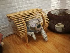 -momokira米努特·德文卷毛猫·棉花面纱犬
