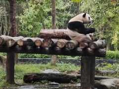 -都江堰中华大熊猫苑