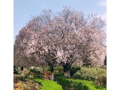 -西安青龙寺遗址景区