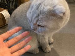 -Mr.Fox狐狸先生超级密室(南山店)