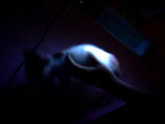 -瑞鹏宠物医院·夜间急症·心超·猫科(祖庙分店)